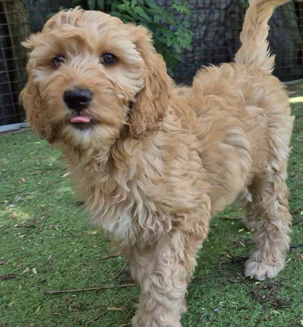 Rozie Prachtige labradoodle multigen pup teefje, Parvo, Nederland, Overige rassen, 8 tot 15 weken