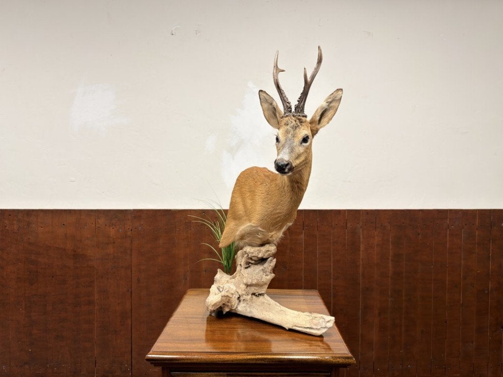 Taxidermie Opgezette Reebok op Hout, Ophalen