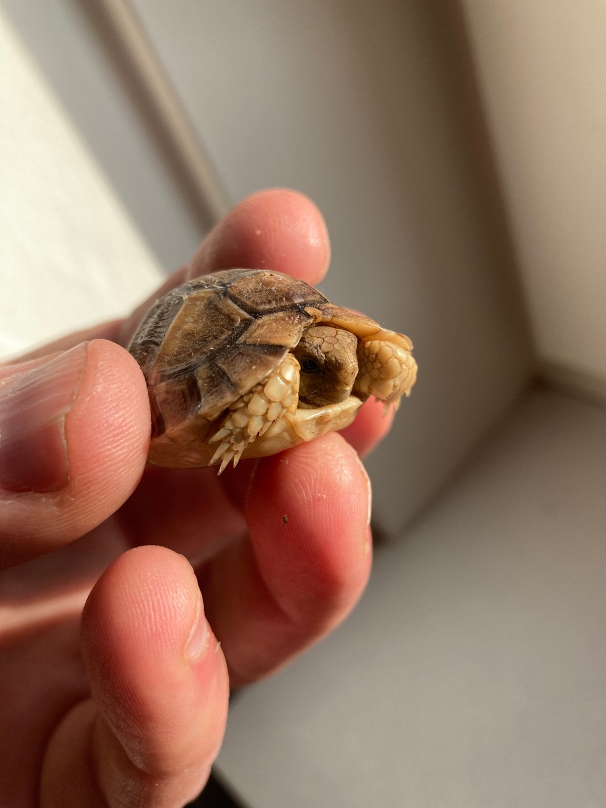 Testudo kleinmanni Egyptische landschildpad Tortoise photo 2