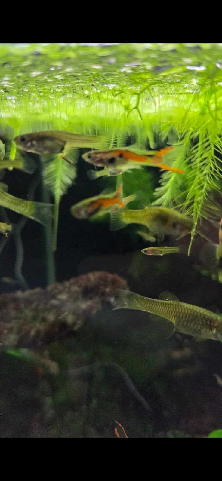 Endler guppen, Dieren en Toebehoren, Vis
