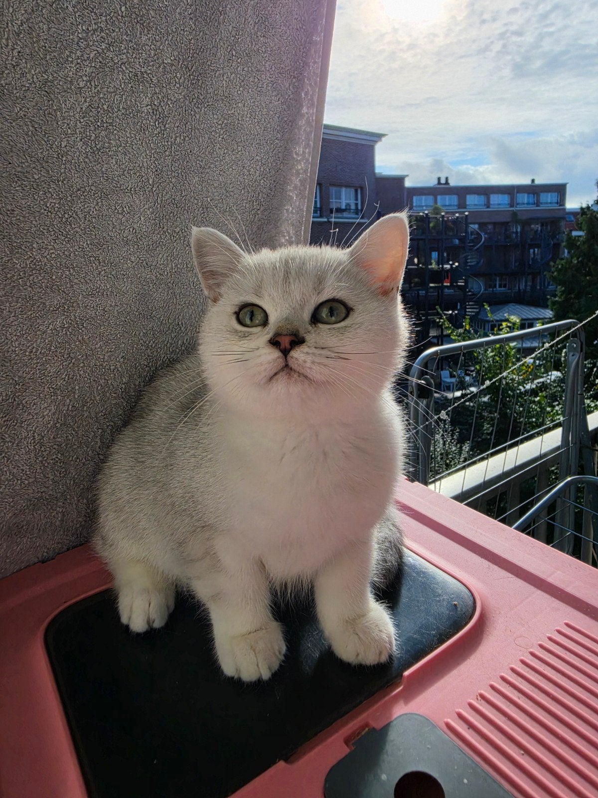 Britse Korthaar zilveren kater - €500, Kater