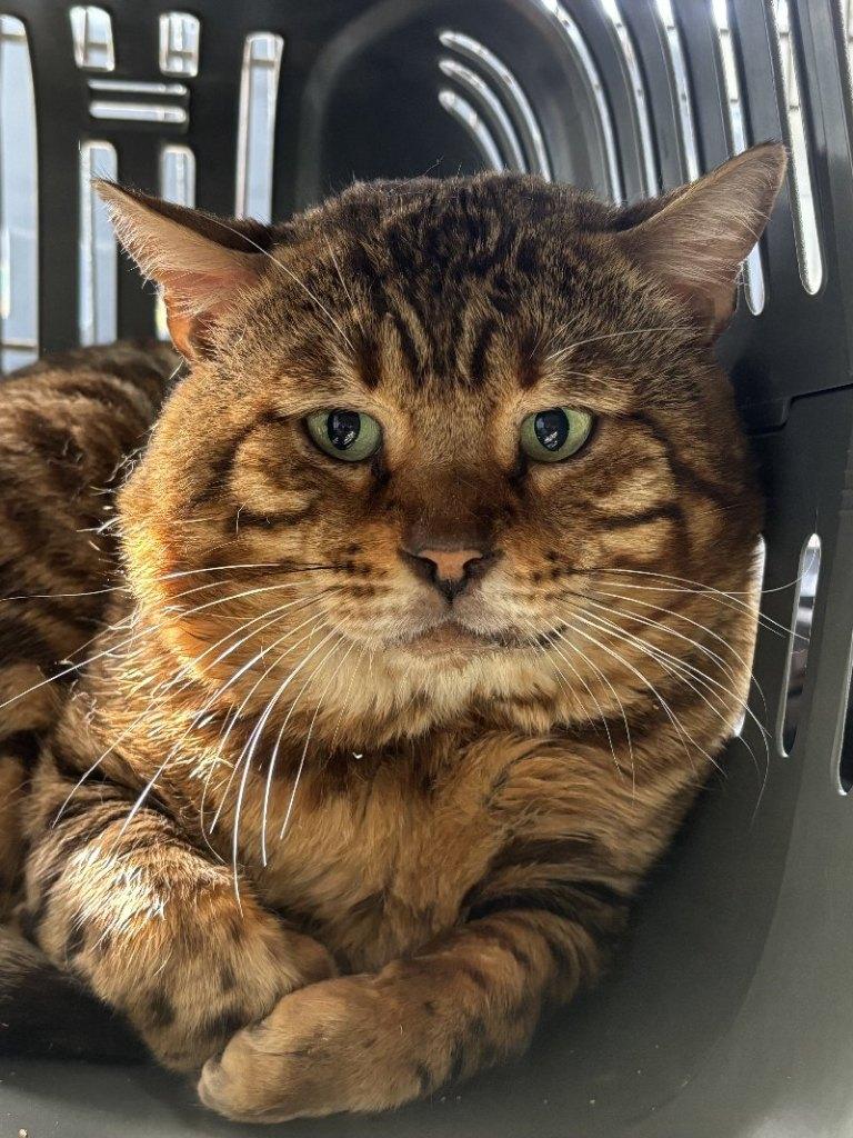 ACE: Zayyan is een typische grote Bengaalse kater, Kater, Gechipt, 6 jaar of ouder