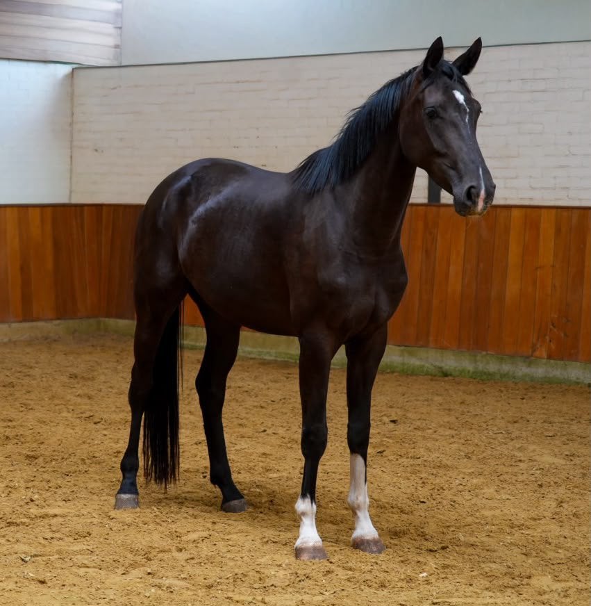 3 jarige merrie, Dieren en Toebehoren, Merrie, Dressuurpaard, Zadelmak, 3 tot 6 jaar