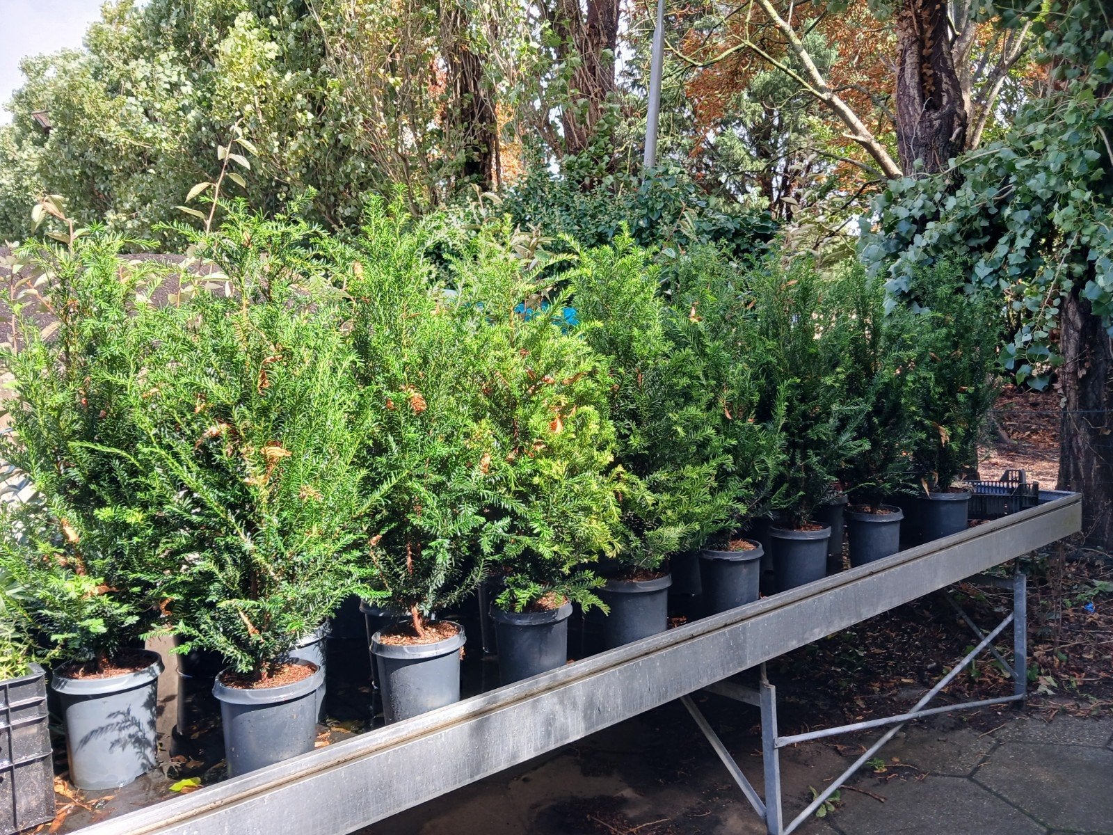 Taxus baccata 80-100cm in pot gekweekt 21 st, Ophalen, Bloeit niet, Overige soorten, Volle zon