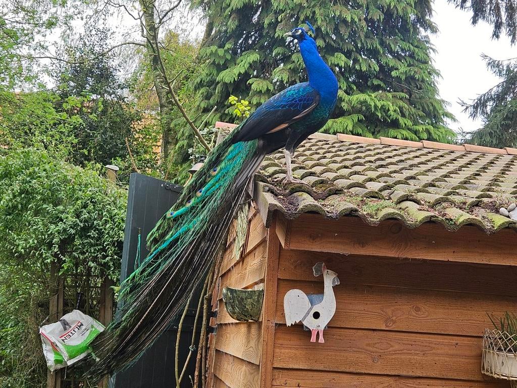 Koppel zwartvleugelpauwen, Dieren en Toebehoren, Pluimvee, Meerdere dieren, Overige soorten