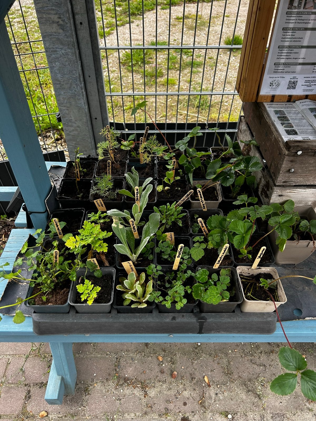 Vaste kruidenplanten - Bieslook, cola kruid, citroenmelisse, Ophalen, Vaste plant, Kruiden, Volle zon