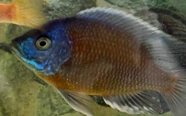 Copidochromis Red Kadango, Dieren en Toebehoren, Vissen | Aquariumvissen, Zoetwatervis, Vis