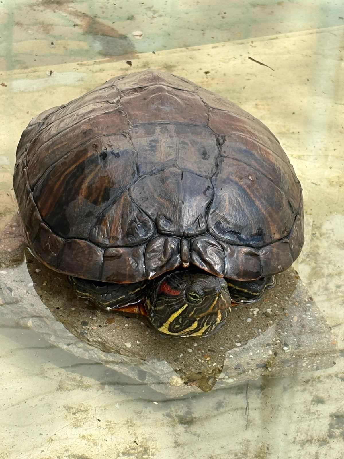 trachemys / roodwangschildpad, 0 tot 2 jaar