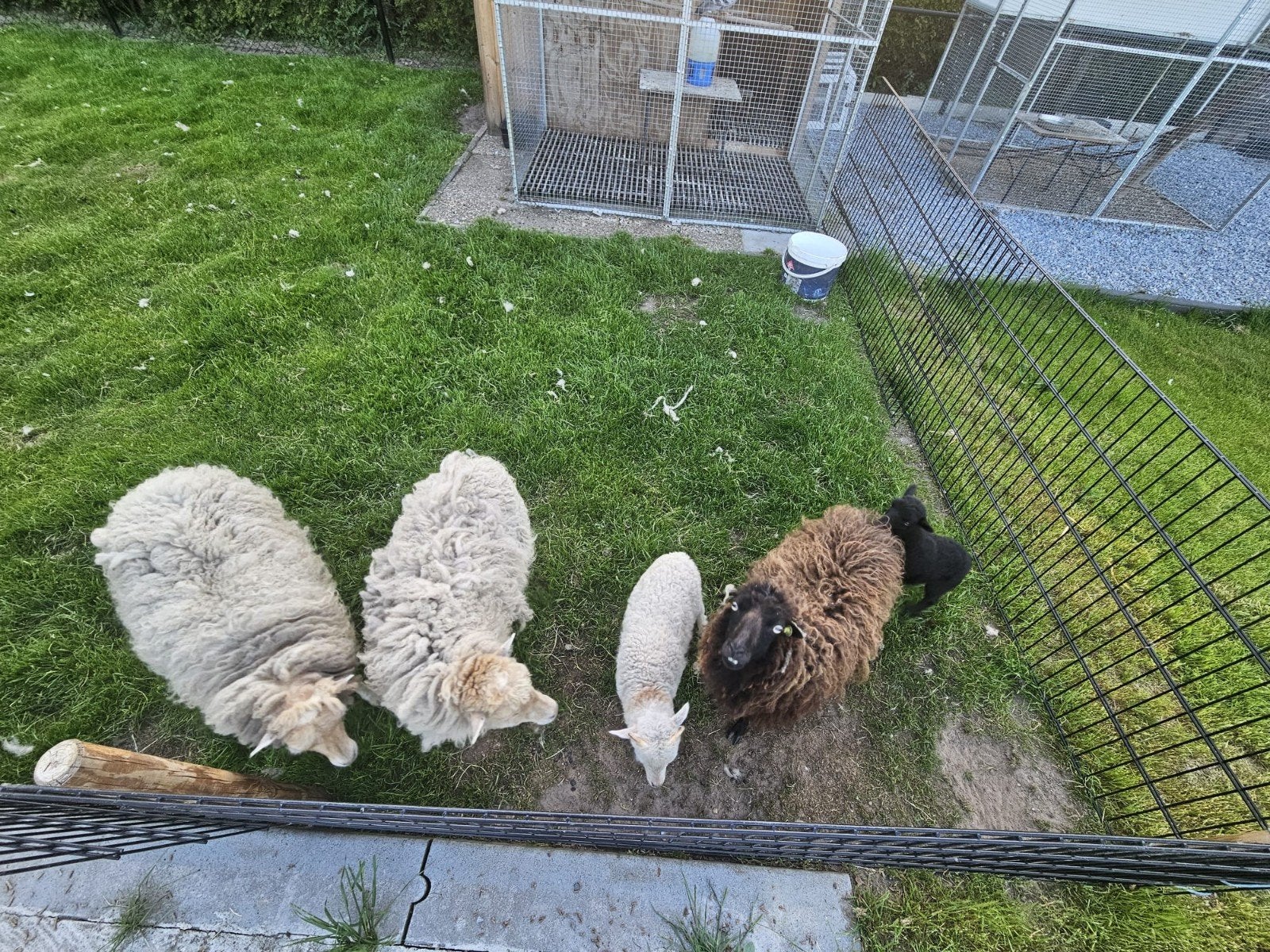 Te koop Quessant schapen, Dieren en Toebehoren, Vrouwelijk, Schaap