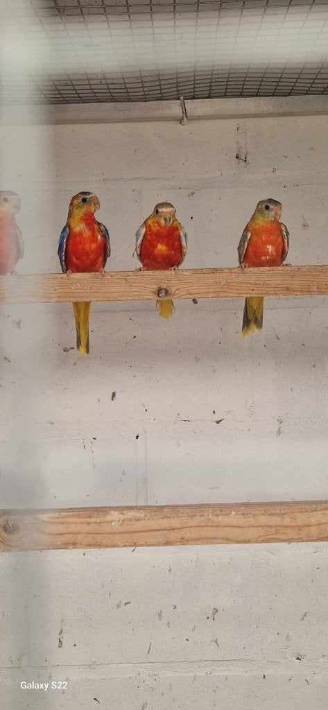 roodbuik cinnamon turquoisine 2026, Meerdere dieren, Parkiet, Geringd