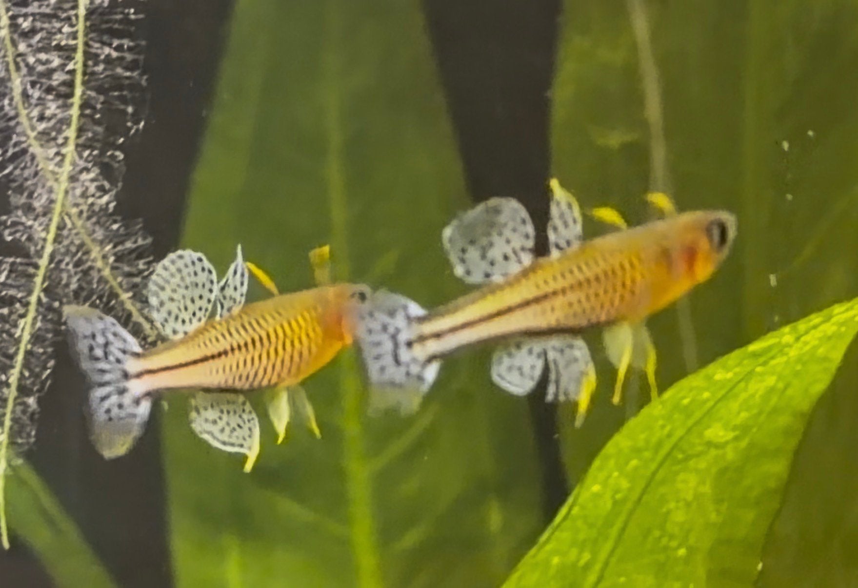 Pseudomugil Gertrudae Aru II - nakweek - zeldzaam!!, Vis, Zoetwatervis, Schoolvis