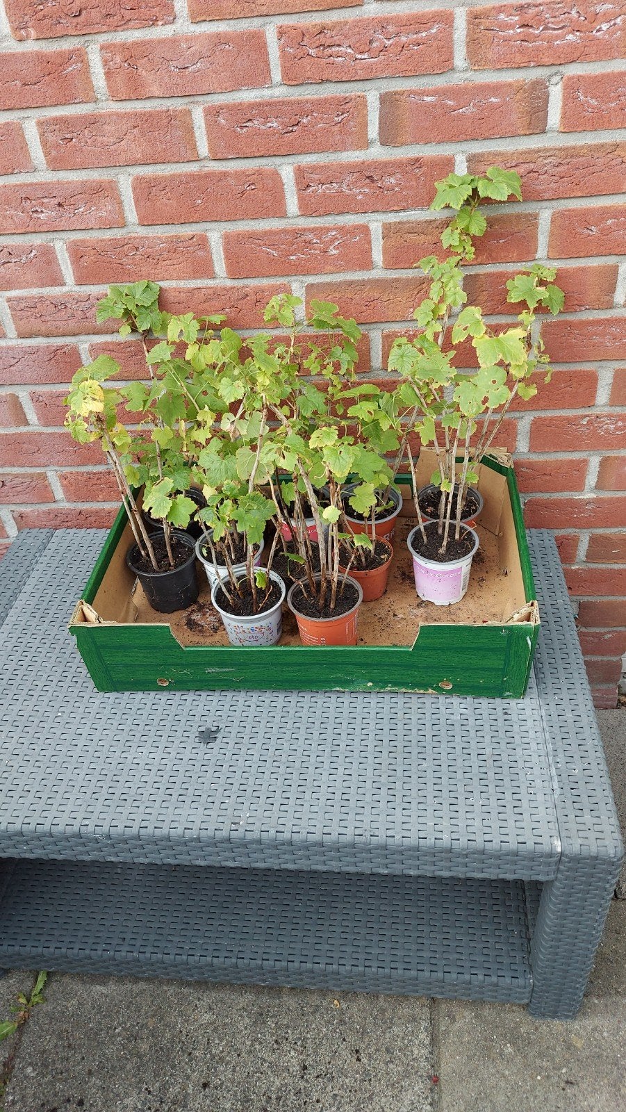 Biologische Rode Aalbes(Jonkheer van Tets), Ophalen, Minder dan 100 cm, Lente, Overige soorten