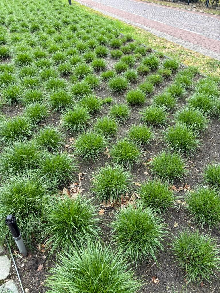 Lampenpoetsersgras bollen 20 cm doorsnede met mooie wortels, Tuin en Terras, Volle zon, Herfst, Minder dan 100 cm, Overige soorten