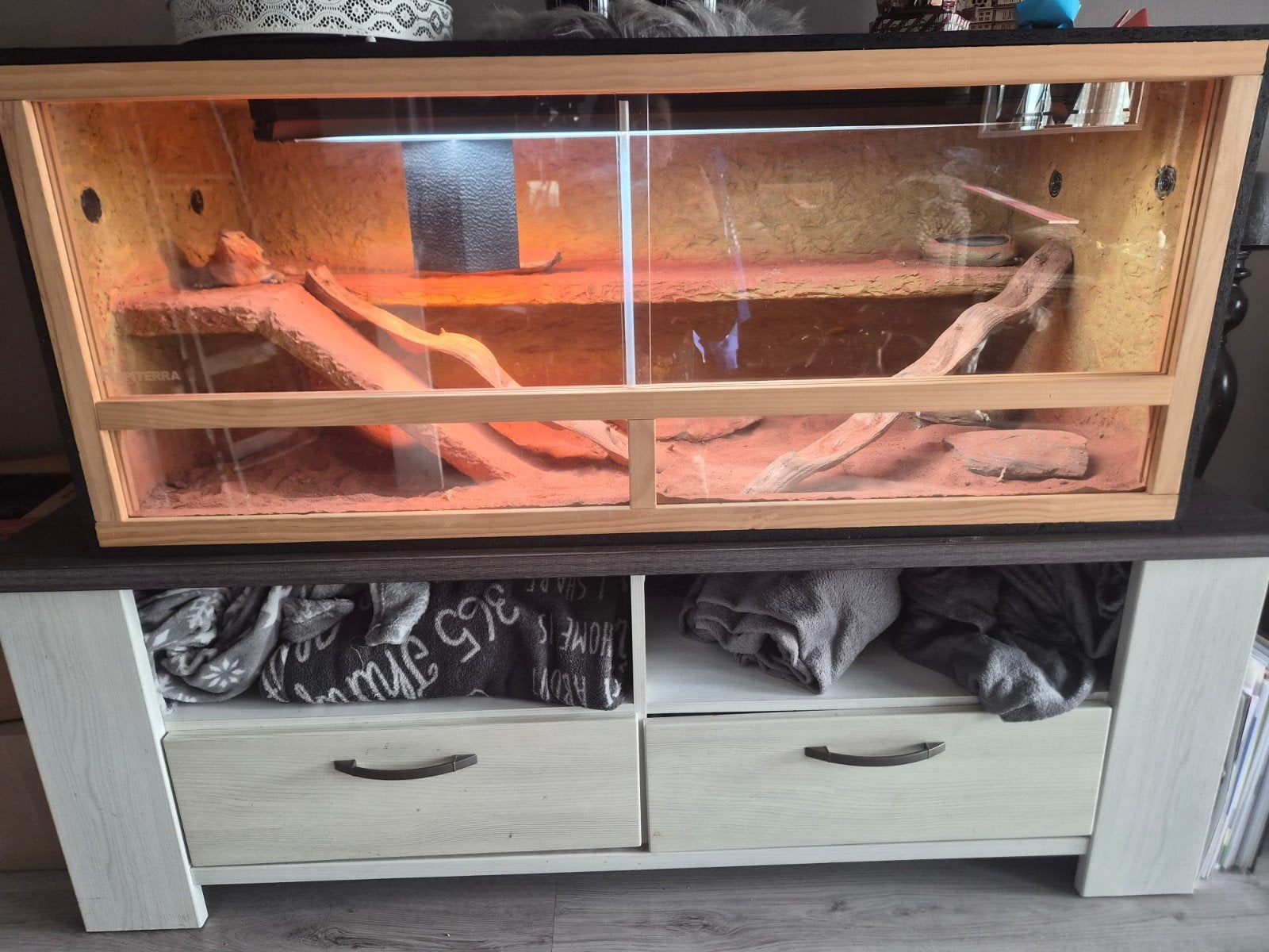 baardagaam met terrarium Bearded Dragon photo 2