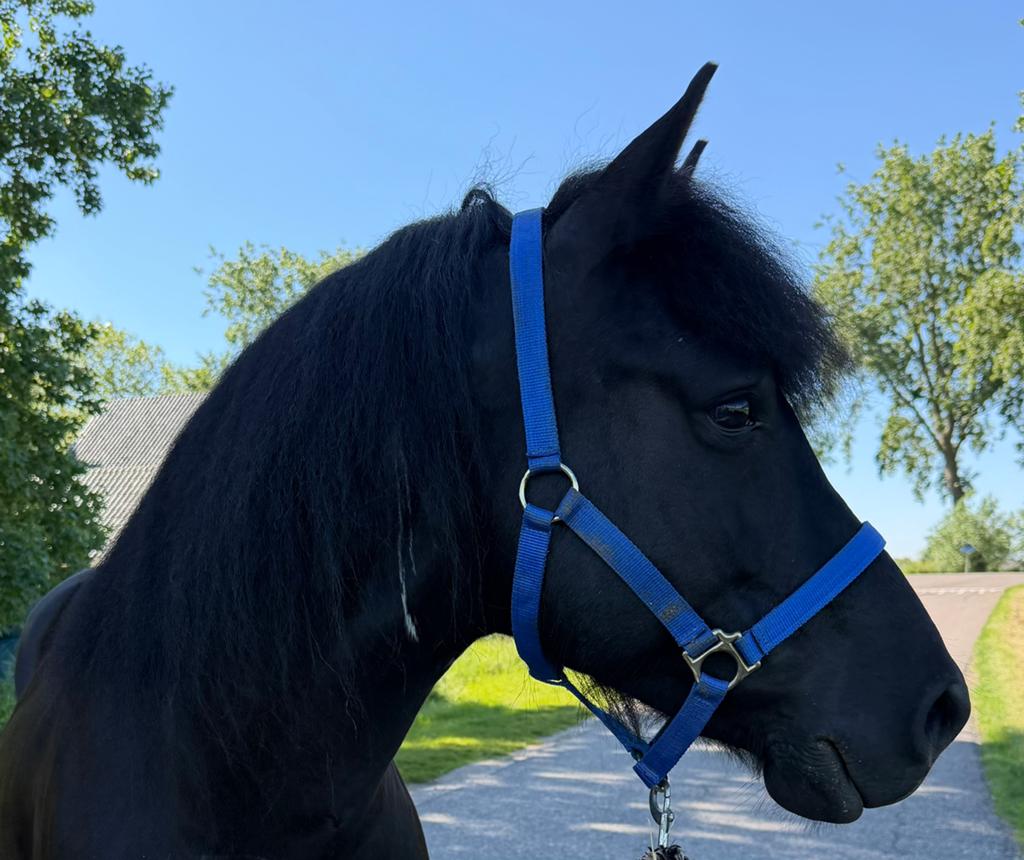 ️Opzoek naar je droompony,bekijk deze knappe ruin is⚜️, Dieren en Toebehoren, Pony's, B, Ruin, Recreatiepony, D pony (1.37m tot 1.48m)