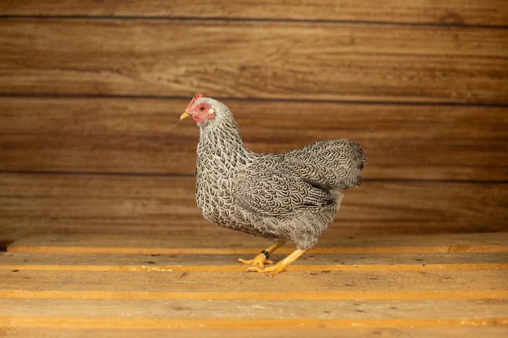 Plymouth rock krielen | Krielkippen | Jonge kippen, Dieren en Toebehoren, Pluimvee, Meerdere dieren, Kip