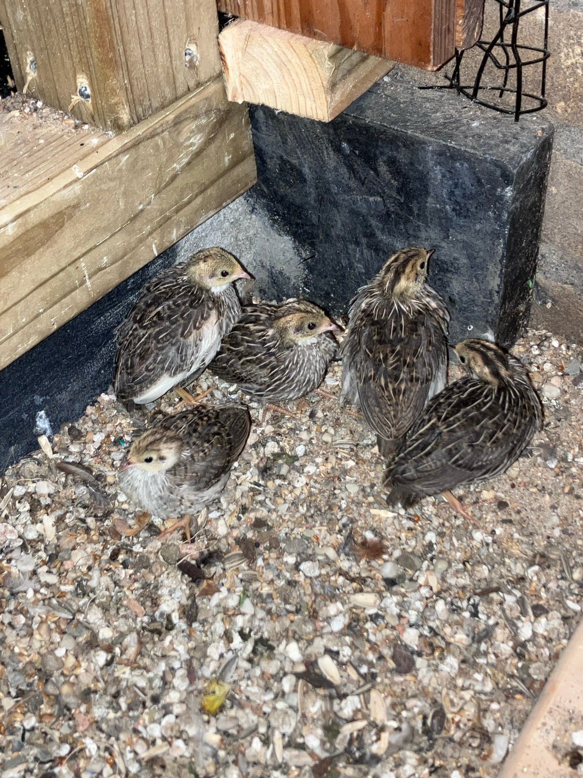 Chinese dwerg kwartels, Dieren en Toebehoren, Meerdere dieren