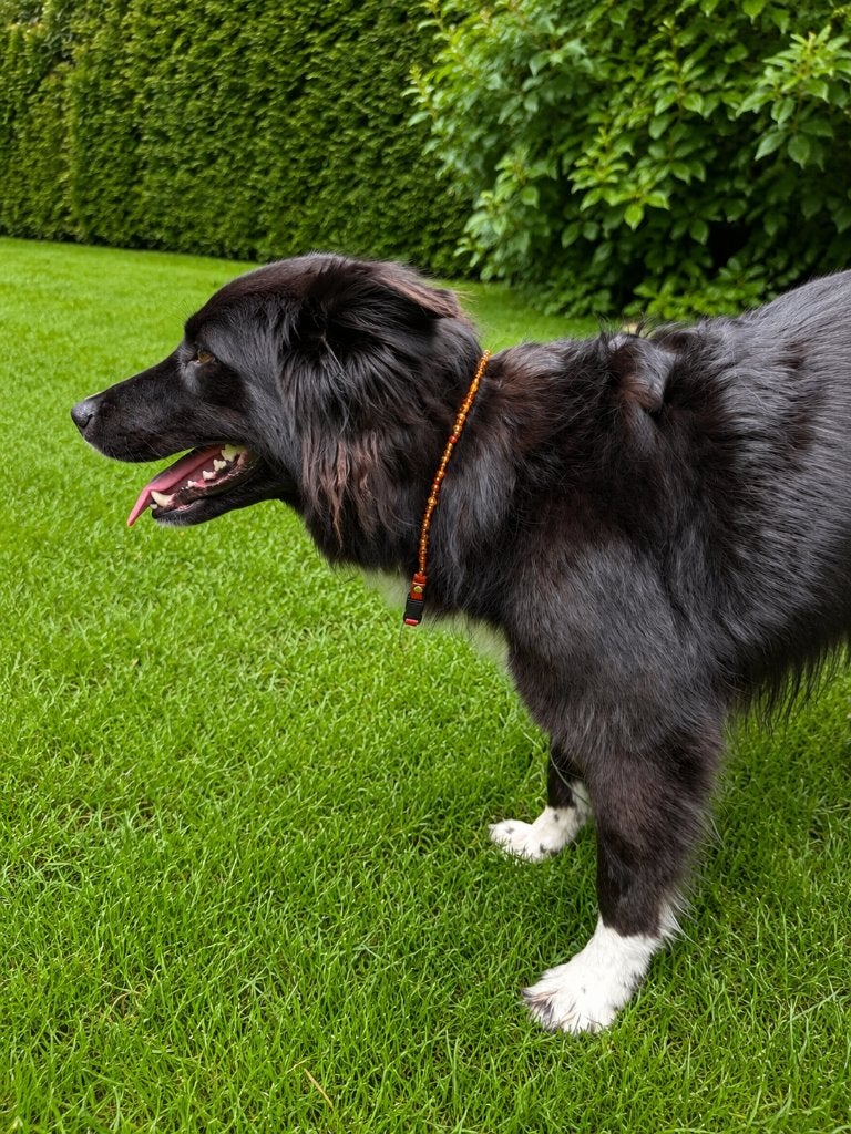Barnsteen halsbanden, ter bescherming tegen teken en vlooien, Dieren en Toebehoren, Honden-accessoires, Bloesemdroom, Els@bloesemdroom.nl