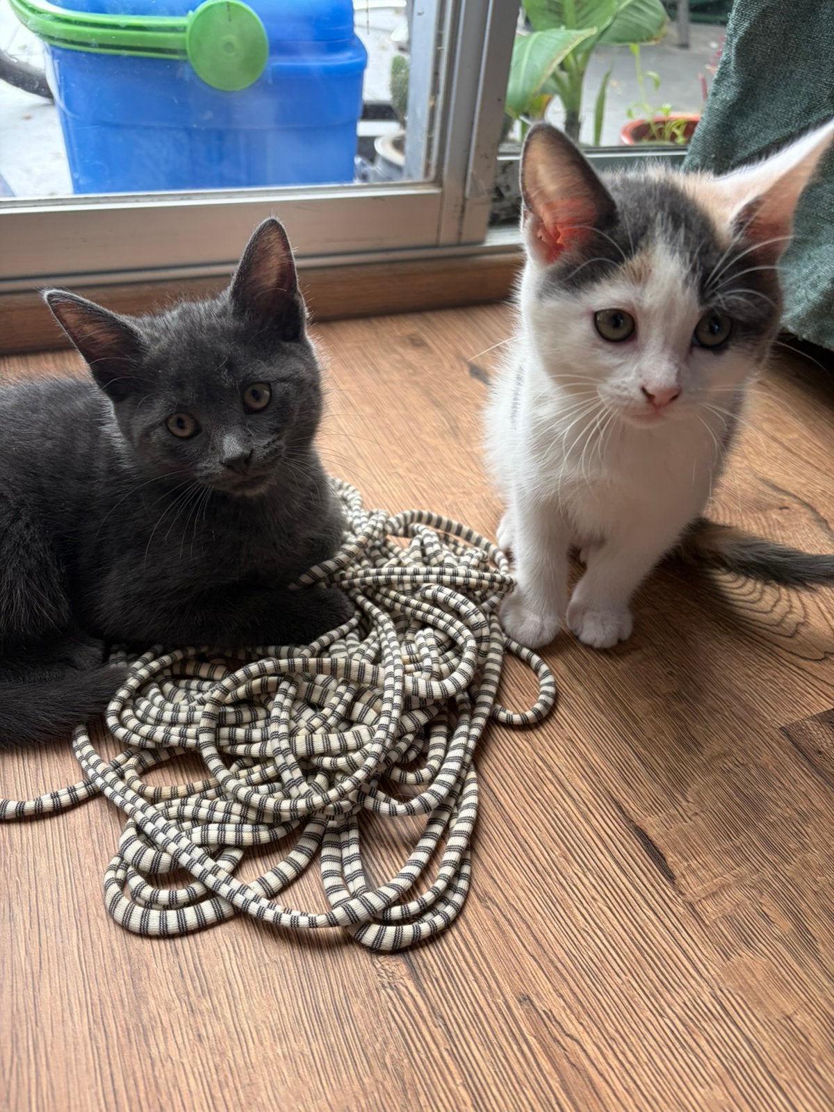 twee lieve poesjes zoeken een gouden mandje, Poes