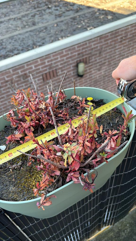 Plantenbak balkon 2x, Tuin en Terras, Ophalen, Overige soorten, Volle zon