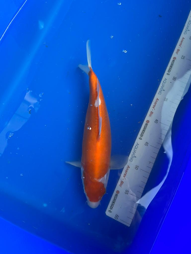 Doitsu Kohaku, Karper of Koi