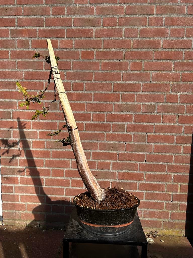 Conifeer bonsai, Tuin en Terras, Volle zon, Vaste plant, Bloeit niet, Ophalen