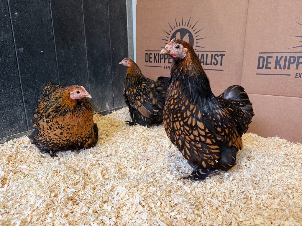 Jonge  Cochin kriel goud zwart gezoomd gesekst en ingeënt, Dieren en Toebehoren, Pluimvee, Vrouwelijk, Kip