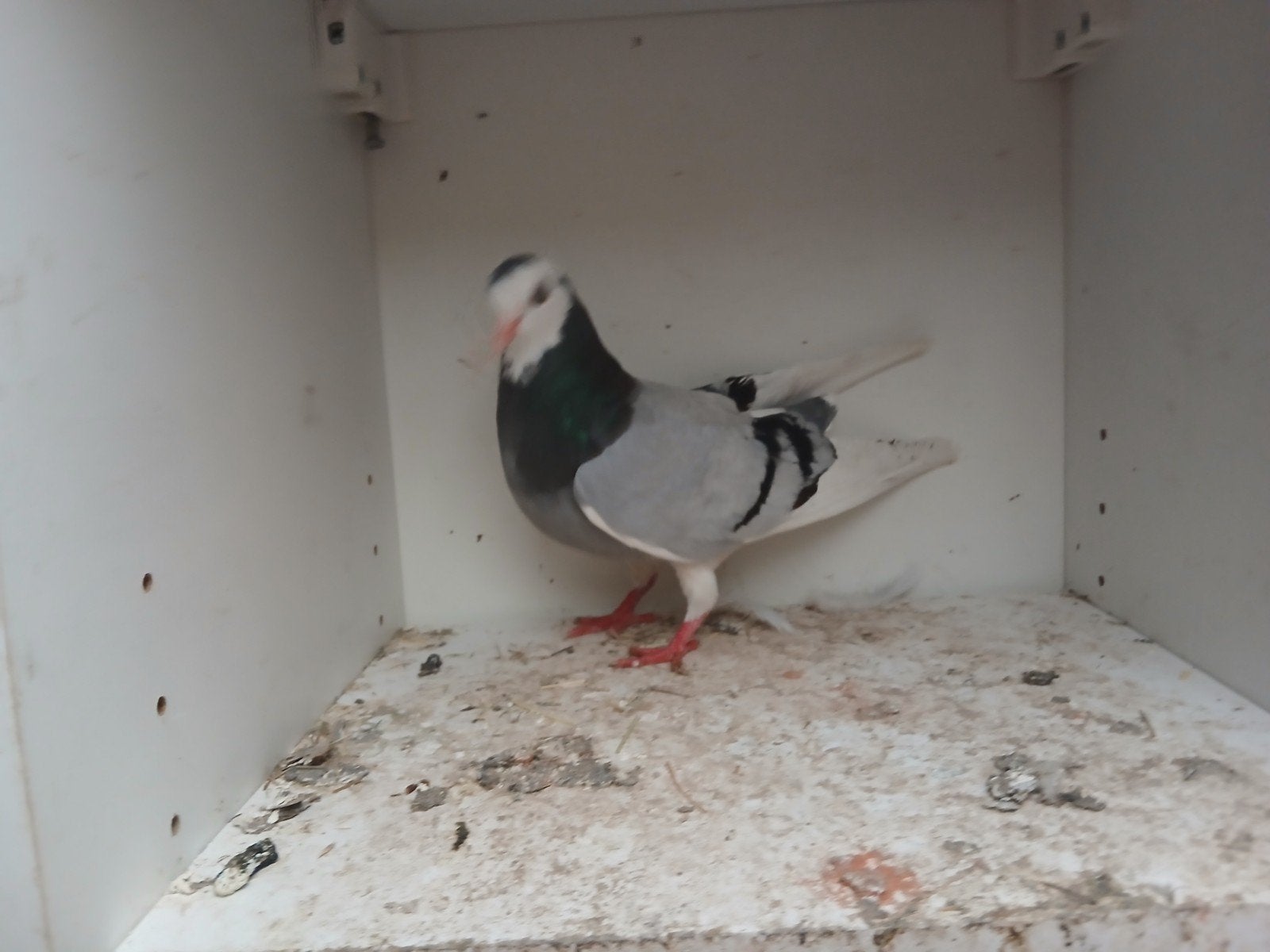 Takla duiven, Dieren en Toebehoren, Meerdere dieren, Overige soorten