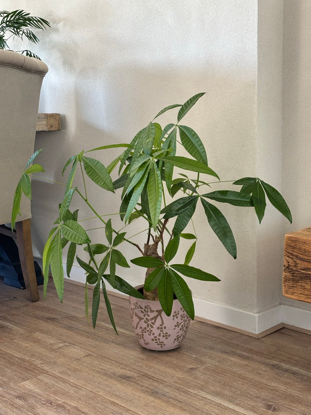 Geldboom (Pachira Aquatica) - Makkelijk in onderhoud, Huis en Inrichting, Ophalen, Overige soorten, Halfschaduw, In pot