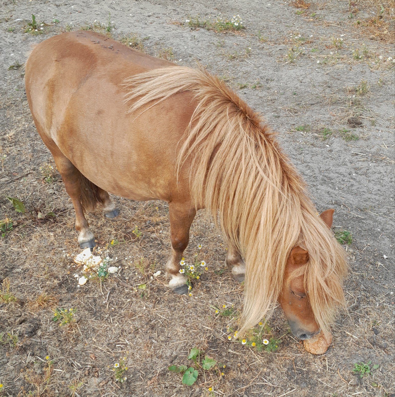 te koop 8 jarige shetlandpony merrie, Merrie, 0 tot 2 jaar