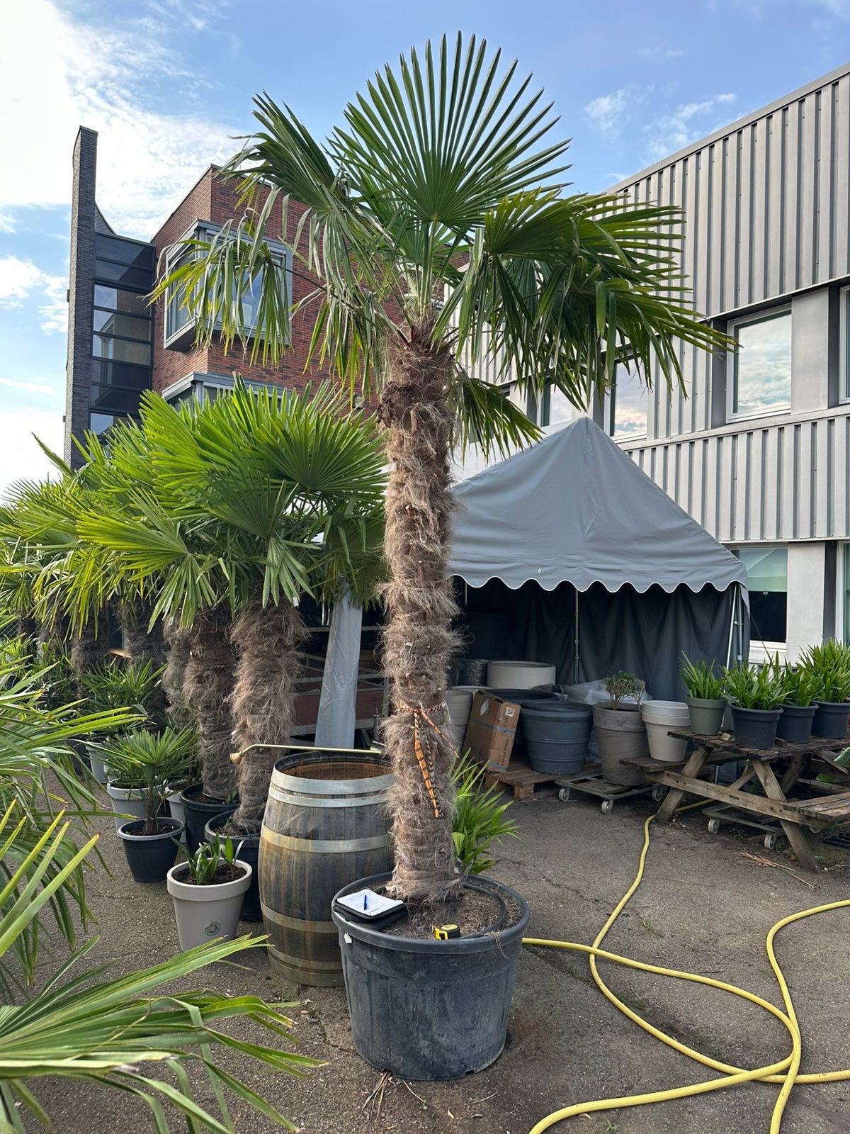 Grote palmbomen trachycarpus fortunei. laatste 2 stuks, Tuin en Terras, Ophalen