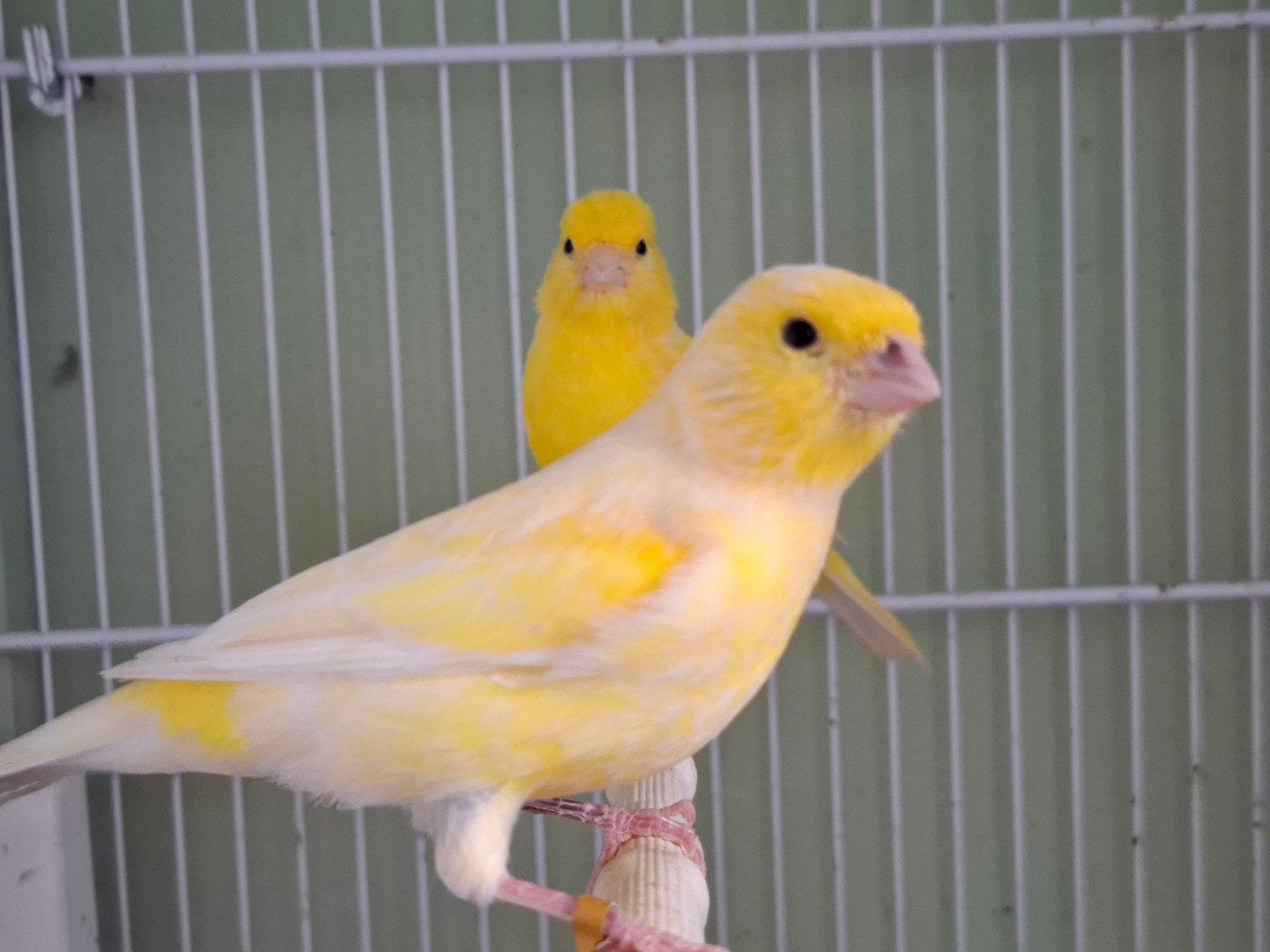 koppel gele kleurkanaries, Meerdere dieren, Kleurkanarie