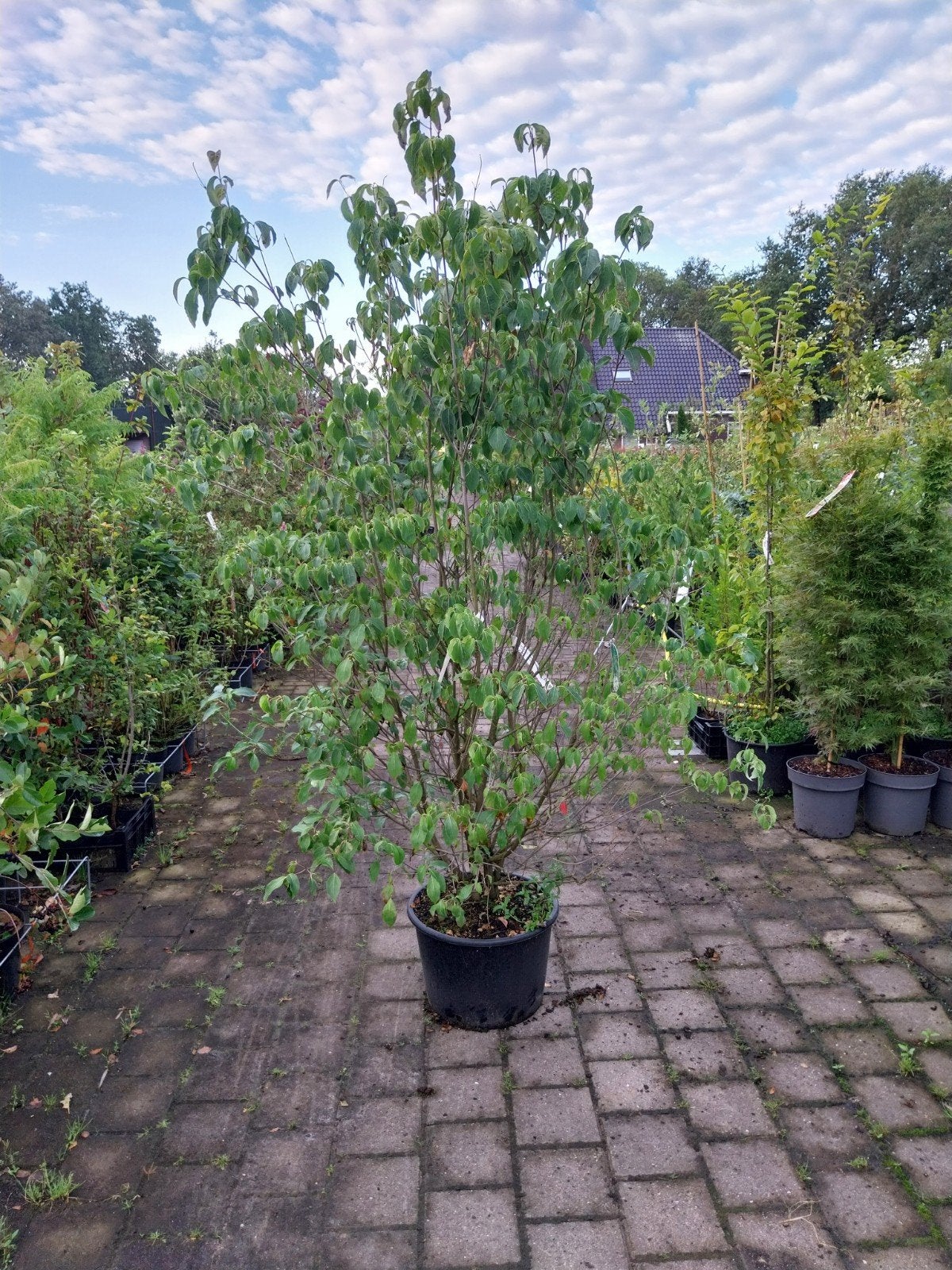 Cornus Kousa Chinensis - Chinese Kornoelje 200 cm, Overige soorten, Lente, 100 tot 250 cm, Ophalen