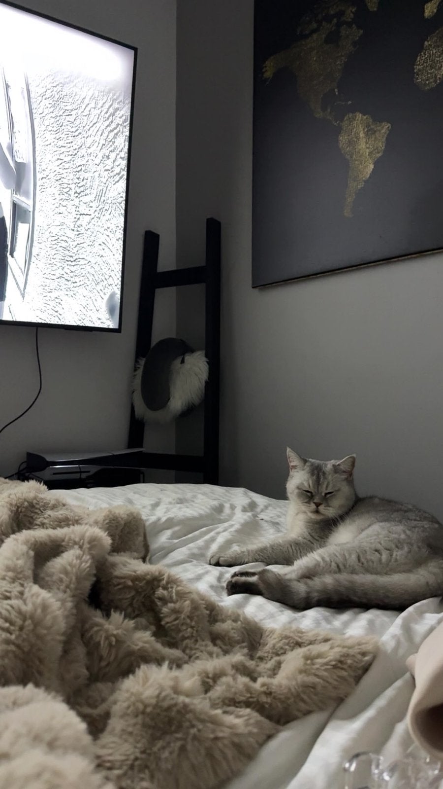Lieve poes., Dieren en Toebehoren, Poes, Kortharig, 3 tot 5 jaar