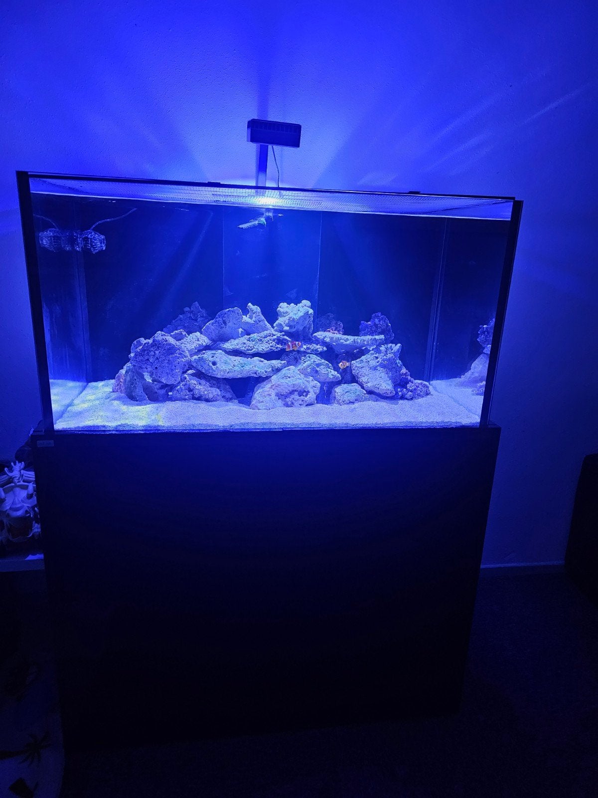 Zeeaquarium 400 l, Dieren en Toebehoren, Overige typen, Zoutwatervis