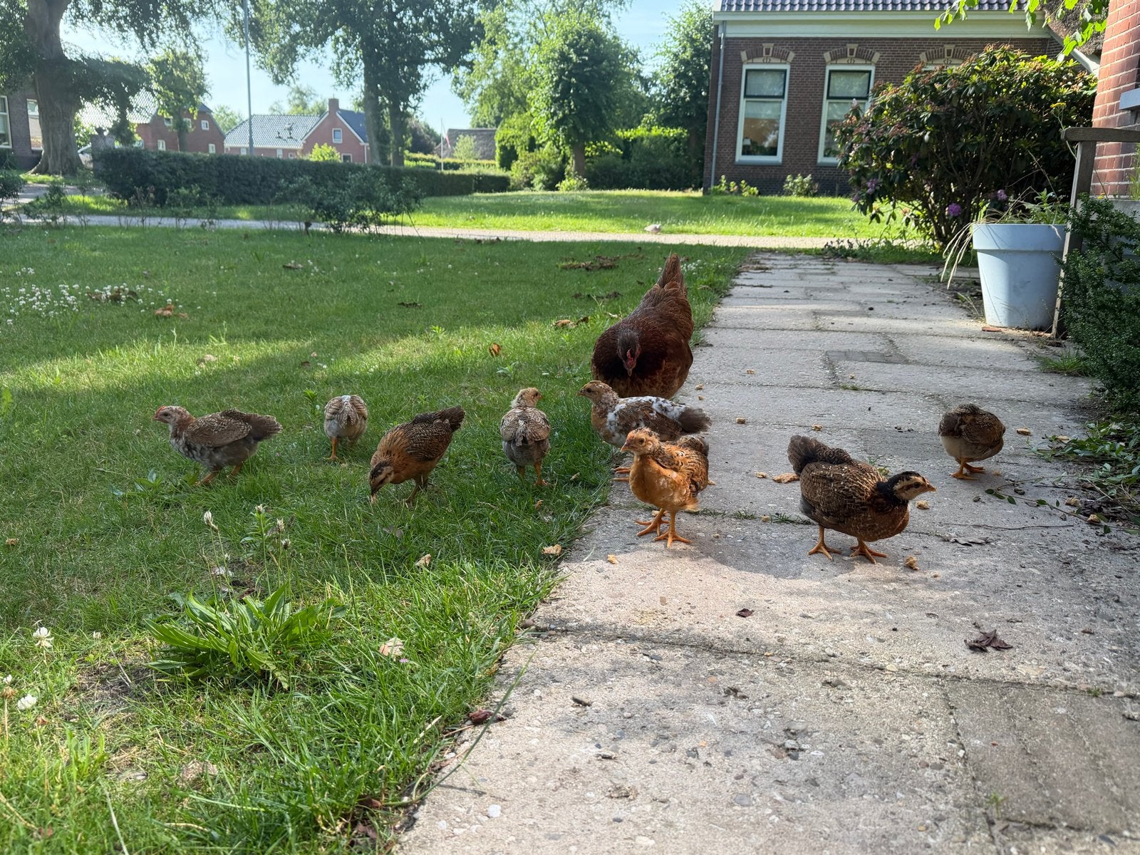 Hanen van 24 mei, Dieren en Toebehoren, Pluimvee, Mannelijk, Kip