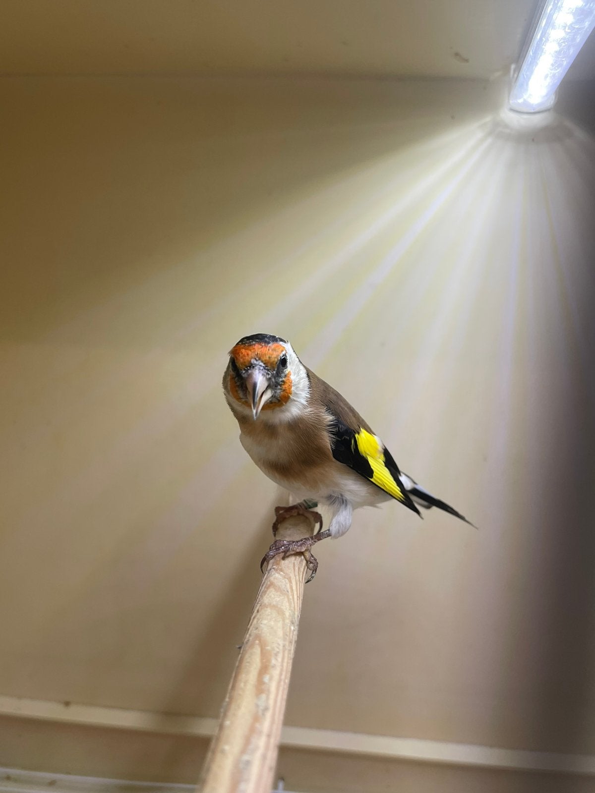 te koop mooie Majoor Putters  man 26, Dieren en Toebehoren, Mannelijk, Wildzangvogel, Geringd
