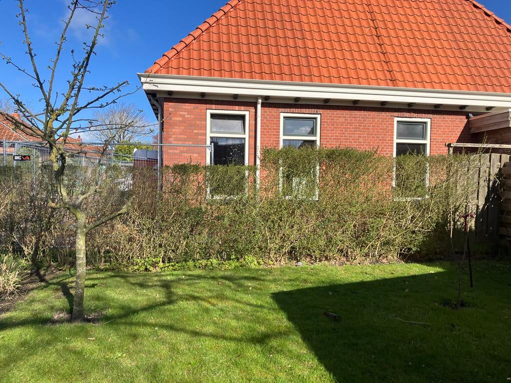 Ligusterhaag; gratis, maar wel zelf eruithalen., Ophalen, Liguster, Haag, 100 tot 250 cm