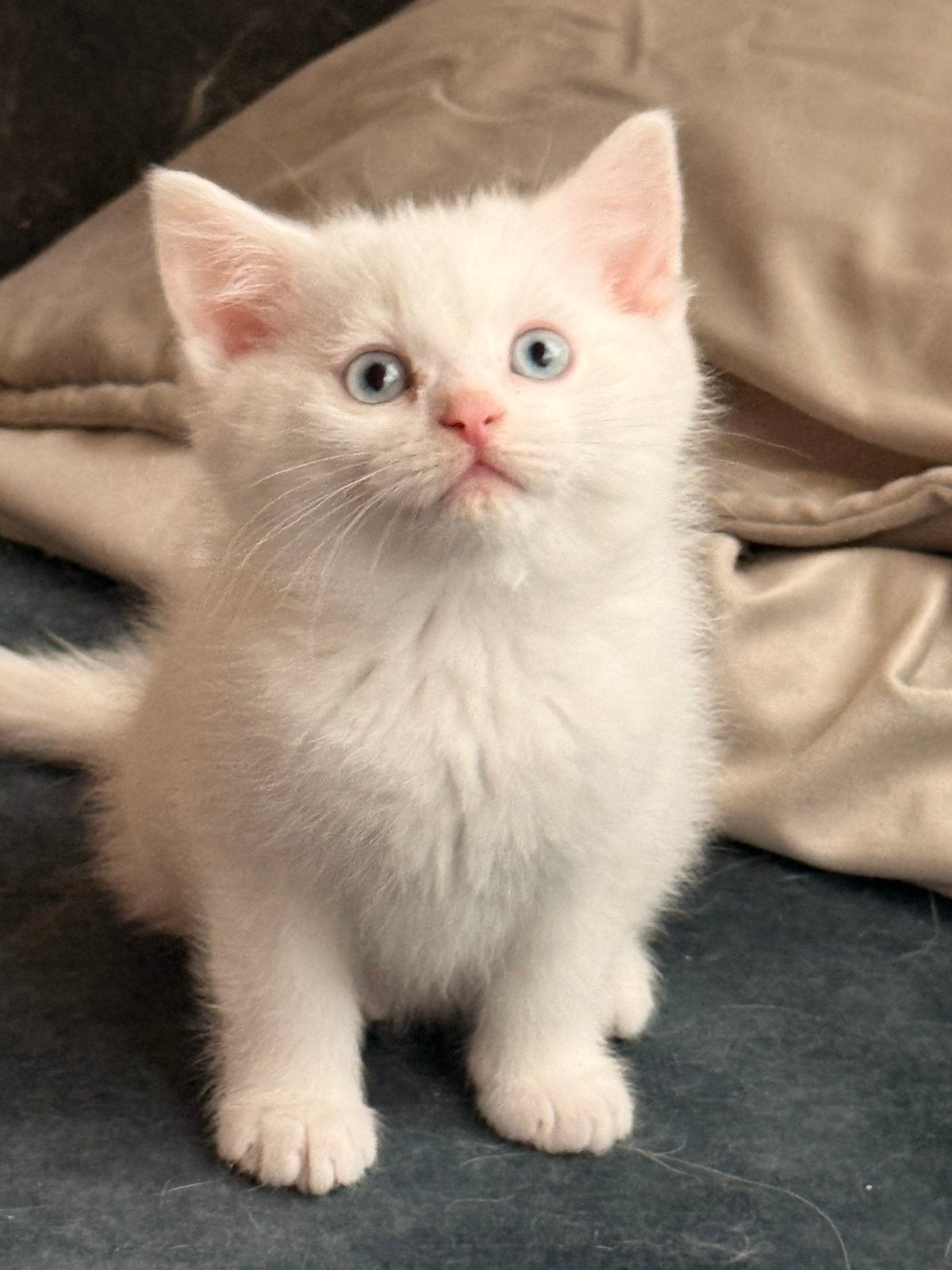 Mooi kittens met blauwe oogjes kruising pers brits en pers, Dieren en Toebehoren, Meerdere dieren