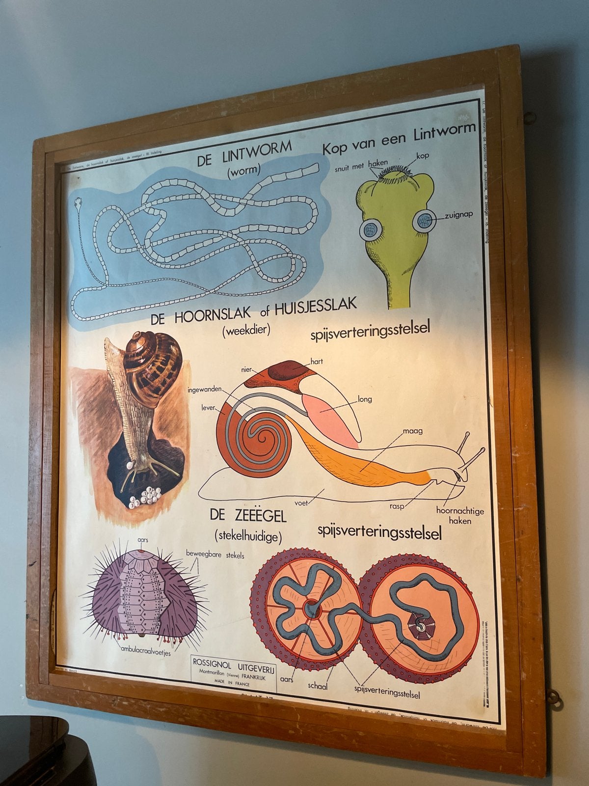 Vintage Biologie Schoolplaat: Lintworm, Huisjesslak, Zeeëgel, Ophalen of Verzenden, Natuur en Biologie