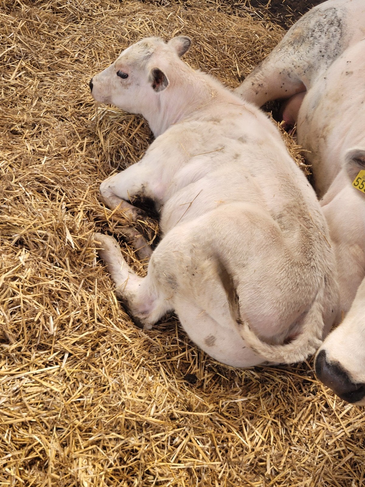 Prachtig mooi  vrouwlijk dikbil graskalf, Dieren en Toebehoren, Runderen, Vrouwelijk, 0 tot 2 jaar