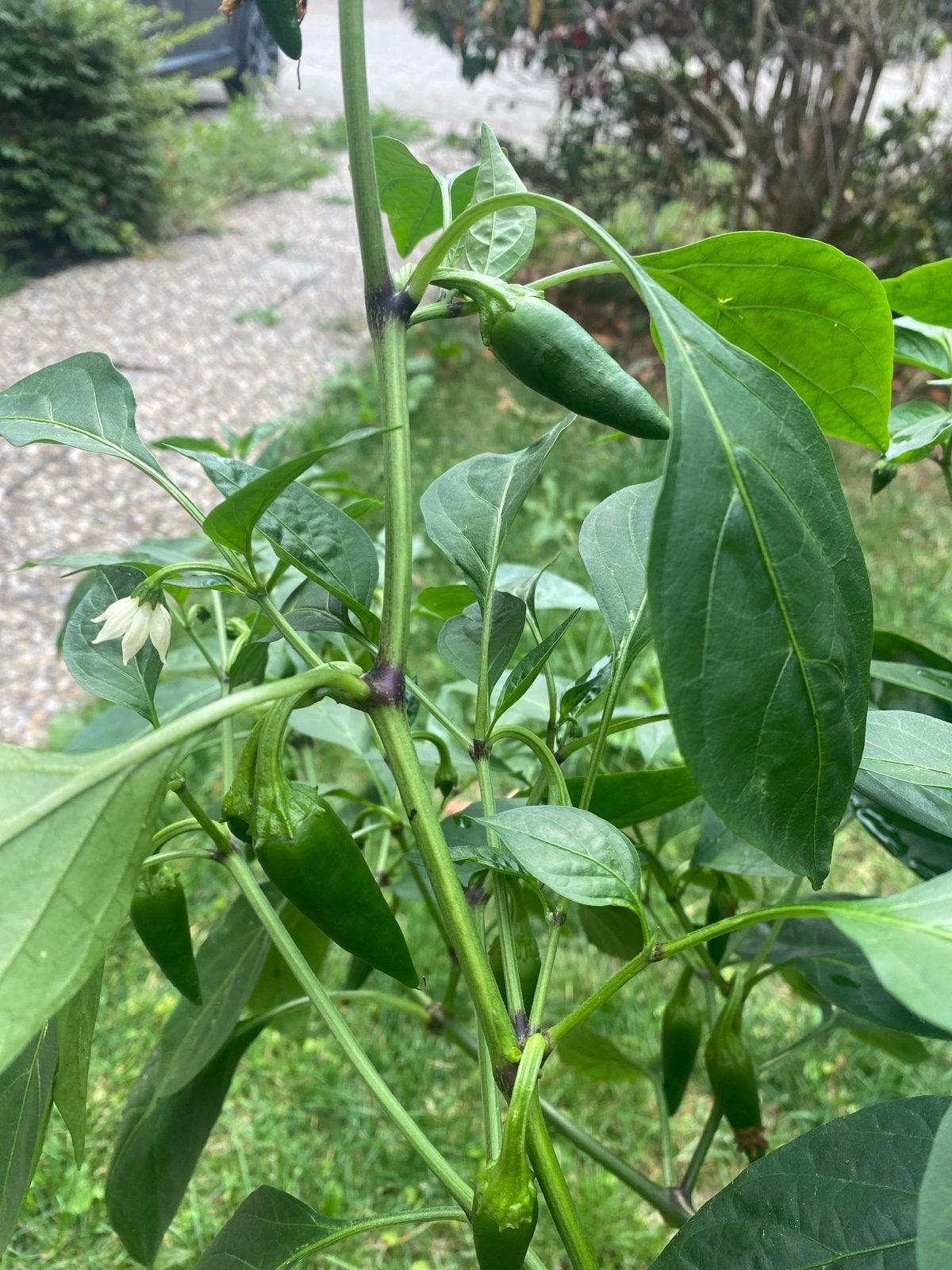 Jalapeño plant in pot - Met veel pepers!, Tuin en Terras, Planten | Tuinplanten, Ophalen, Volle zon, Groenteplanten, Eenjarig