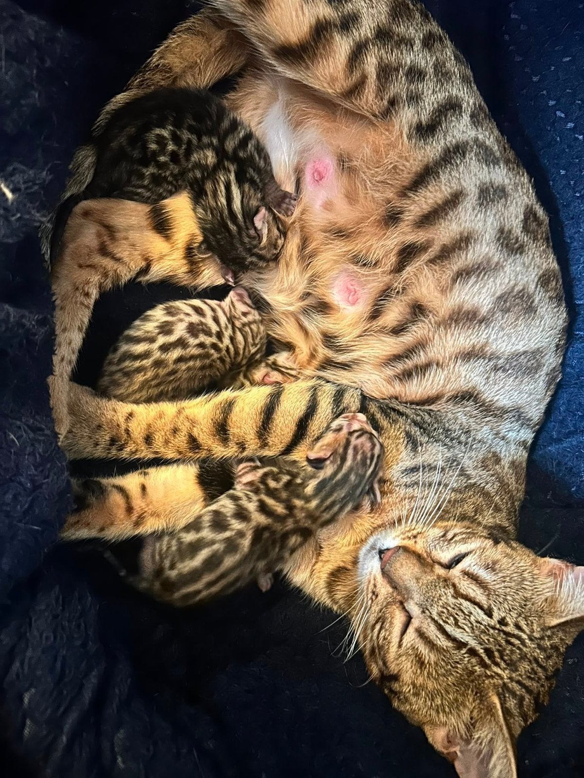 100% bengaalse kittens | geboren op di 4 aug, Dieren en Toebehoren, Meerdere dieren, 0 tot 2 jaar