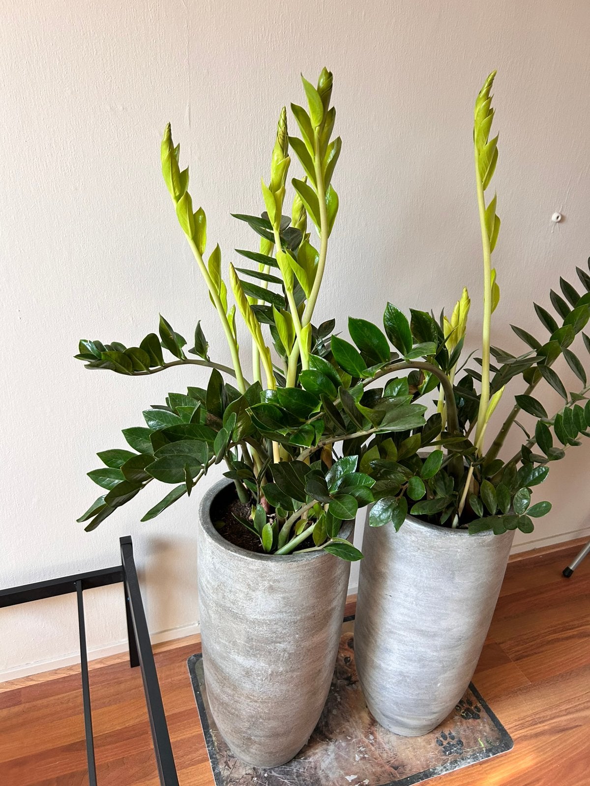 Twee keer zamioculcas in mooie hoge pot 60 cm hoog (d29cm), Ophalen, Halfschaduw, Minder dan 100 cm