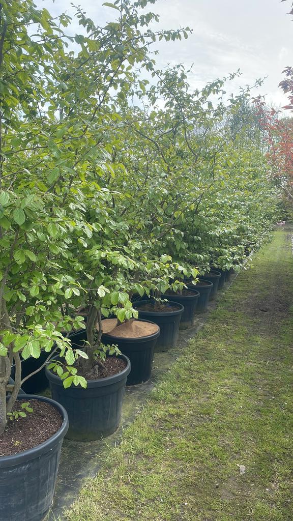 Parrotia meerstammig in pot leverbaar tot 400 cm hoog., Ophalen, Overige soorten, Struik, 100 tot 250 cm
