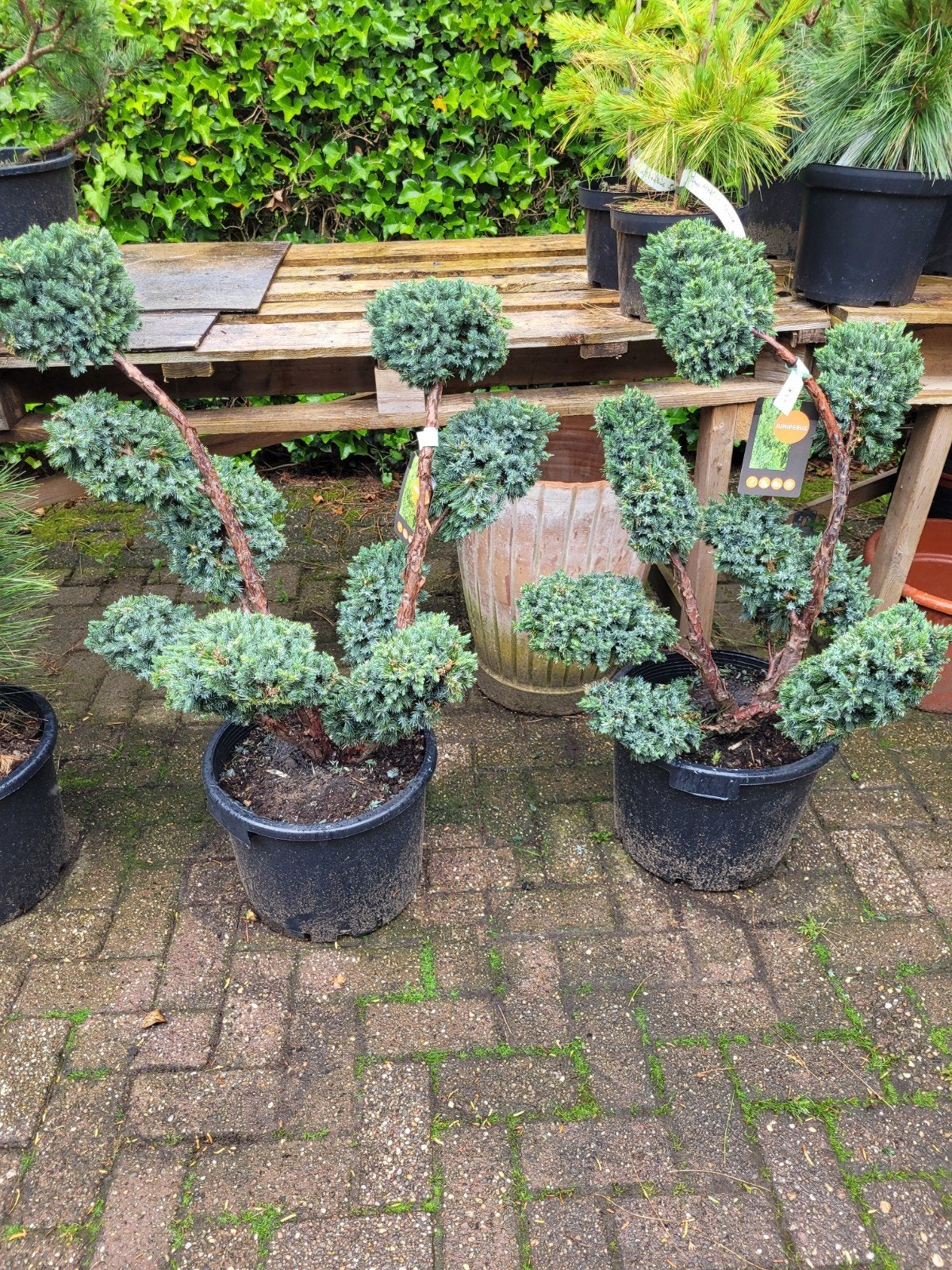 Juniperus squamata 'Meyeri' - Bonsai vorm, Ophalen
