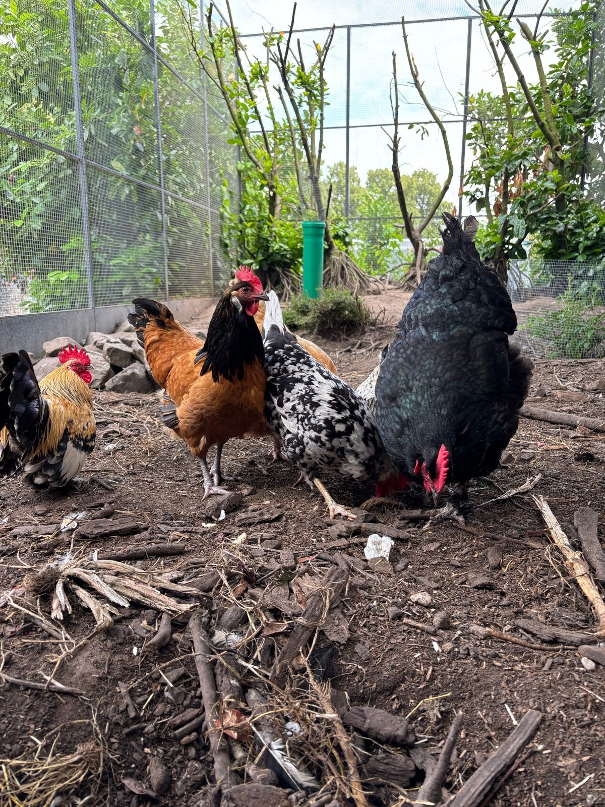 Kippen, Dieren en Toebehoren, Pluimvee, Vrouwelijk, Kip
