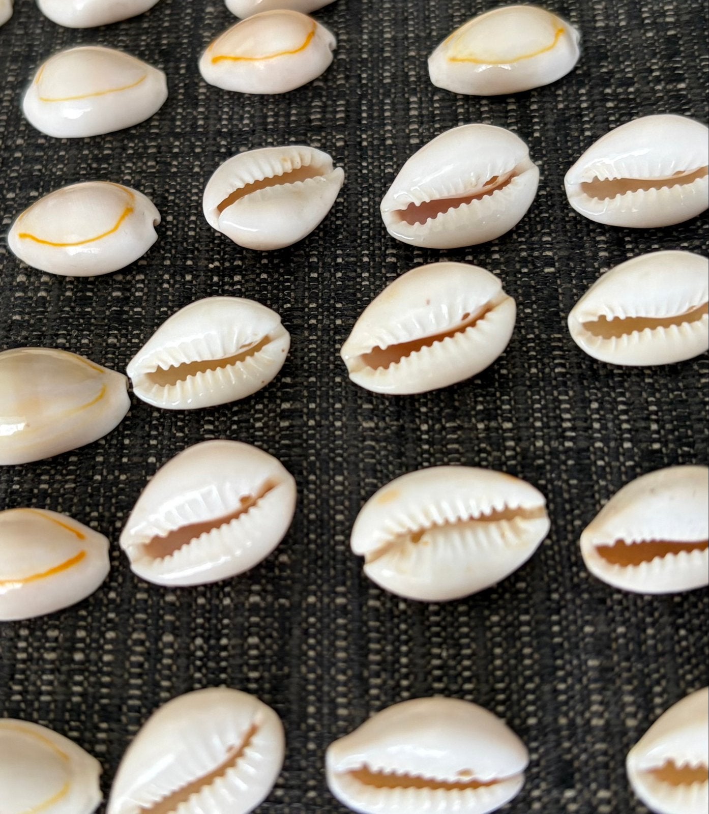 Mooie schelpen voor decoratie of knutselen, Ophalen of Verzenden, Gebruikt