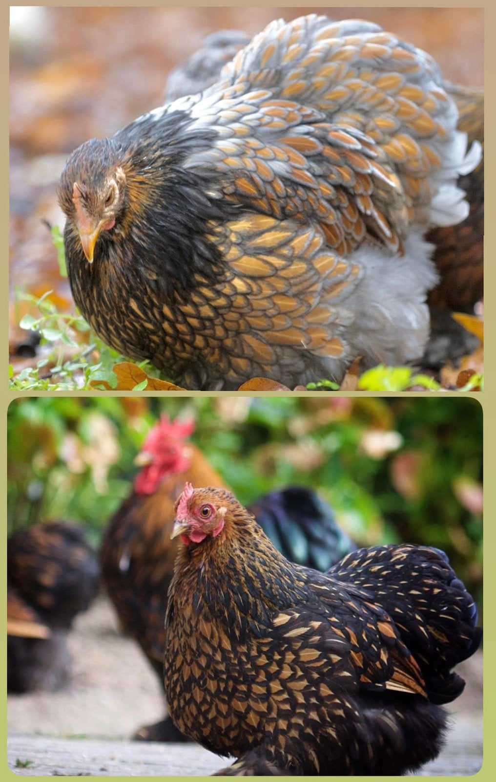 Gezocht: Cochin kriel Goudblauwgezoomd, Meerdere dieren, Kip