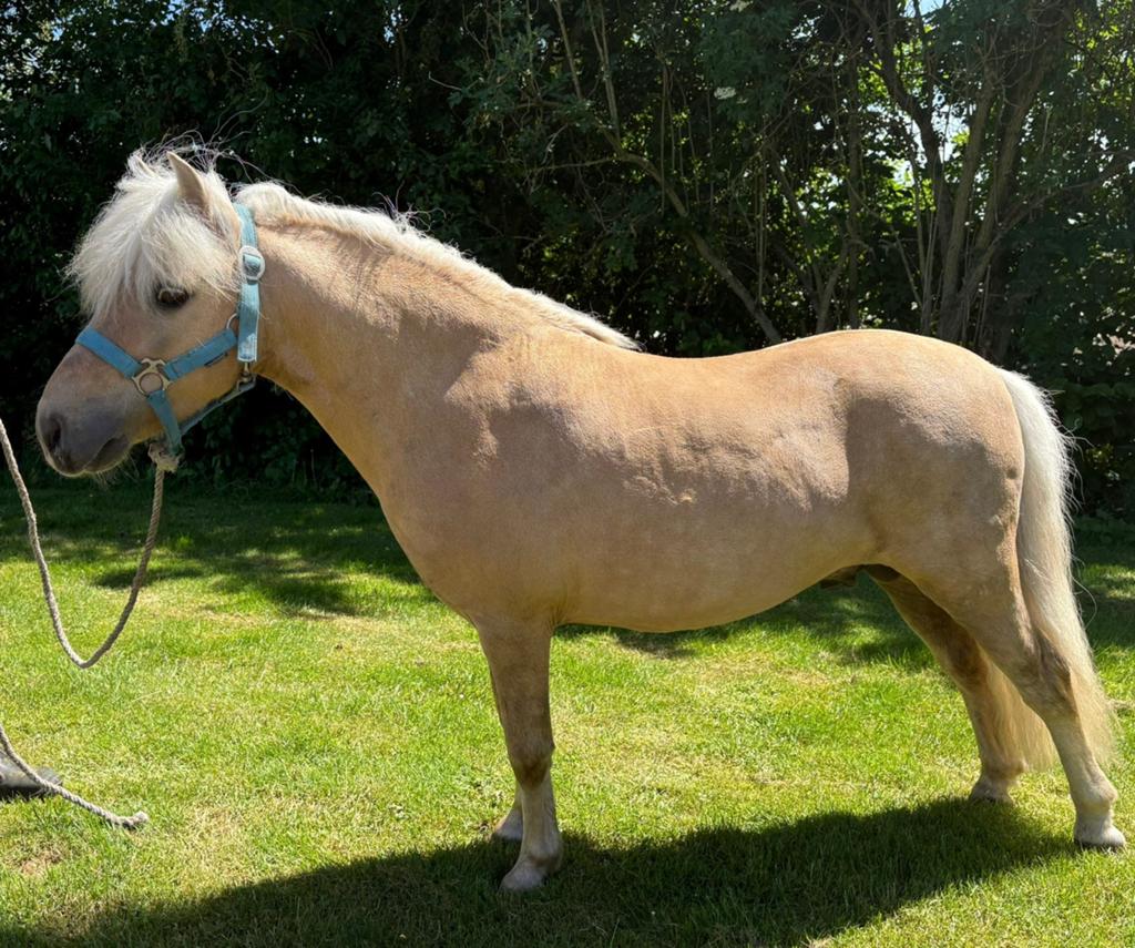 Te koop100 %  falabella met papier hengst, Met stamboom, Minder dan 160 cm, Dressuurpaard, Hengst